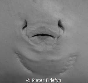 Ray mouth by Pieter Firlefyn 
